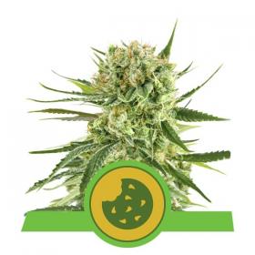 royal cookies auto feminised seeds royal queen seeds 0