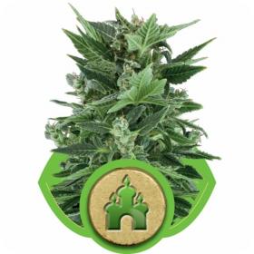 royal kush automatic feminised seeds royal queen seeds 0