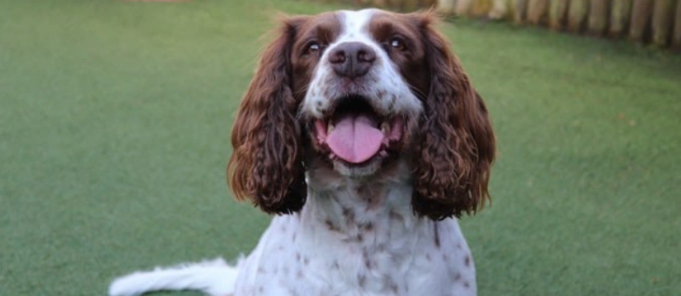 springer spaniel