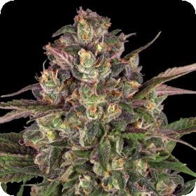 PEYOTE CRITICAL