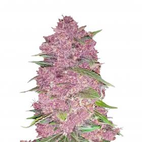 Purple Lemonade Auto jpg