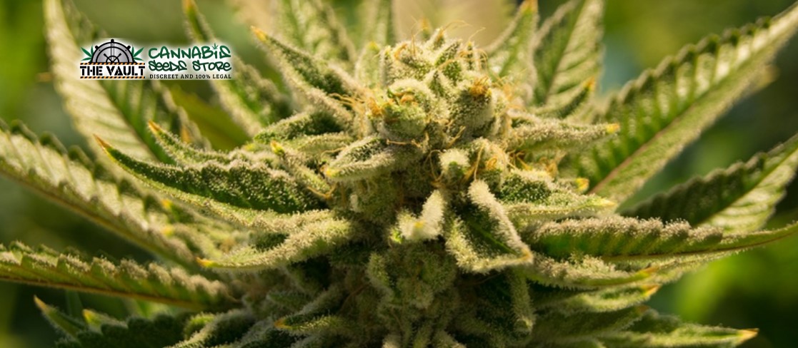 Coisas para saber sobre variedades autoflorescentes de cannabis
