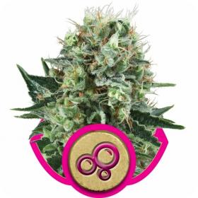 bubble kush feminised seeds royal queen seeds 0