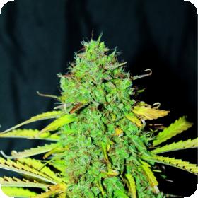 White Widow Auto Feminised Seeds