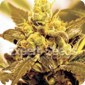 fruit salad feminised seeds expert seeds 0