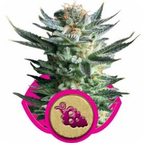 fruit spirit feminised seeds royal queen seeds 0