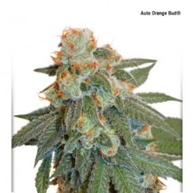 orange bud auto feminised seeds dutch passion 0