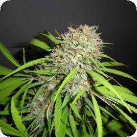 Original Skunk Express Car Feminized Seed Phoenix Seed 0 1