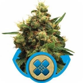 painkiller xl feminised seeds royal queen seeds 0