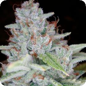 Skywalker Kush Feminized Seed DNA Genetics 0