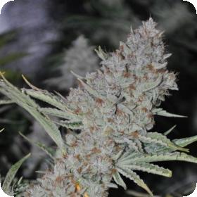 sweet tooth express auto feminised seeds phoenix seeds 0 1 1