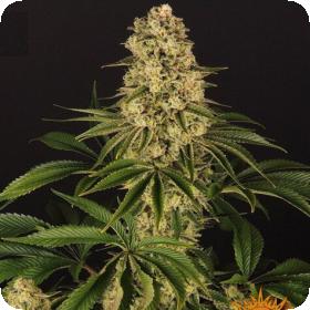 tropicanna banana 1