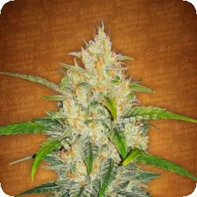 zkittlez auto feminised seeds fastbuds seeds 0