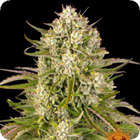 Wedding Cake Auto Feminised Seeds