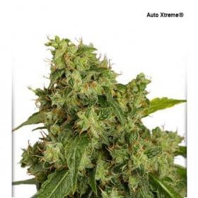 Xtreme Auto Feminised Seeds jpg