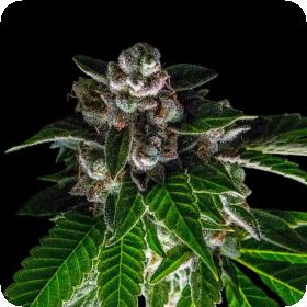 bakers delight feminised seeds sorbet collection dna genetics 0