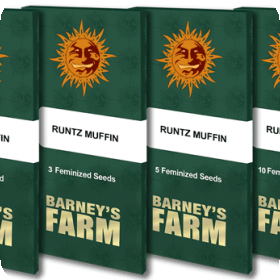 runtz muffin packet 1 seed 2