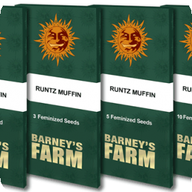 runtz muffin packet 1 seed