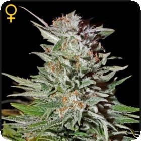 super lemon haze Auto greenhouse 0 1