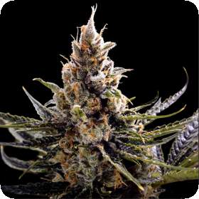 24K Gold Feminised Seeds