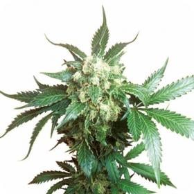 Black Domina Feminised Seeds 0