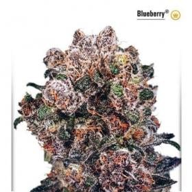 Blueberry Feminized Seeds Dutch Passion 0