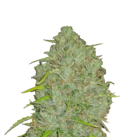 Original jack herer auto jpg