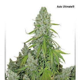 Ultimate Auto Feminised Seeds jpg