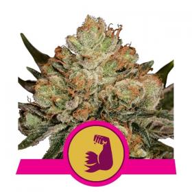 hulkberry Feminized Seed Royal Queen Seed 0