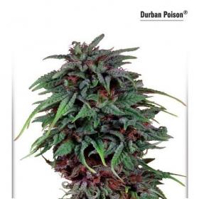 Durban Poison Dutch Passion 031 0 1