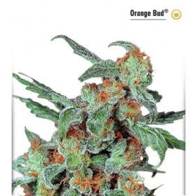 Orange Bud Dutch Passion 043 0 1
