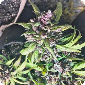 Red Poison Auto Feminized Seed