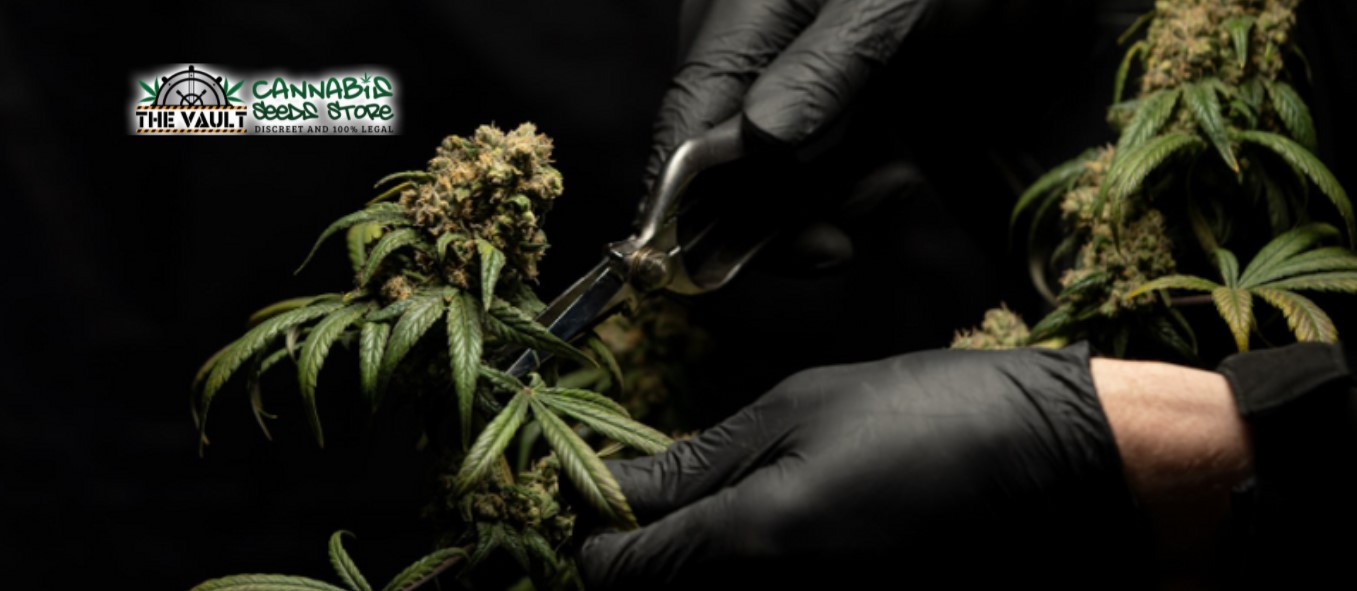 Sauver une plante de cannabis pauvre
