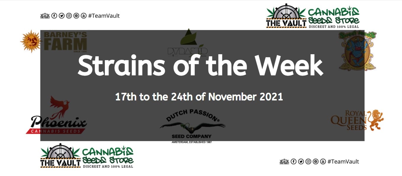 Strains of the Week – 17th to the 24th of November 2021