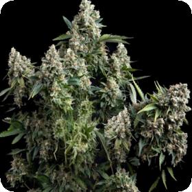 Tutankhamon Pyramid Seeds 0 1