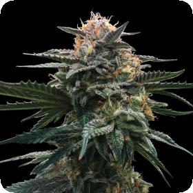 blood orange sorbet feminised seeds sorbet collection dna genetics 0