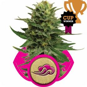 blue mystic feminised seeds royal queen seeds 0