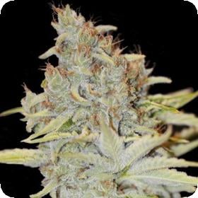 furious candy eva seeds 0