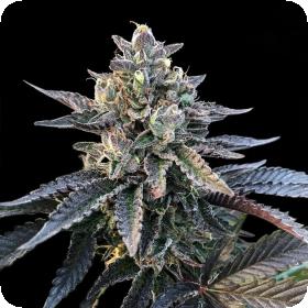 gelato sorbet feminised seeds sorbet collection dna genetics 0