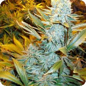 Haze Express Car Feminized Seed Phoenix Seed 0 2