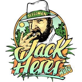 jack herrer auto feminised seeds seedsman