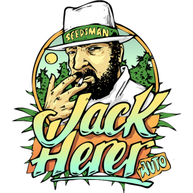 jack herrer auto feminised seeds seedsman