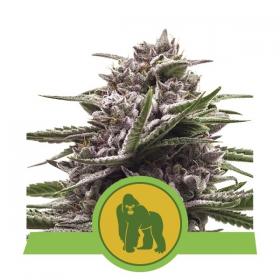 Royal Gorilla Car Feminized Seed Royal Queen Seed 0