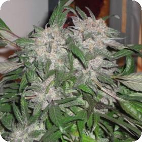 White Widow Express Car Feminized Seed Phoenix Seed 1