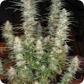 White widow feminine seeds, phoenix seeds 1