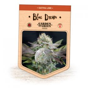 Blue dream feminine seed jpg