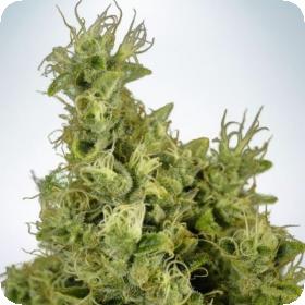 mandarin haze feminised seeds ministry of cannabis 0