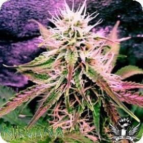 Nirvana Seed Car Northern Lights 0