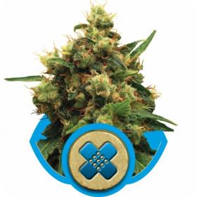 Painkiller xl Feminized Seed Royal Queen Seed 0 1