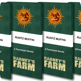 runtz muffin packet 1 seed